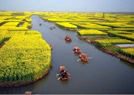 花咲く春・夏の中国旅行・ツアー・観光特集~菜の花の絶景に酔いしれる~ | ユーラシア旅行社